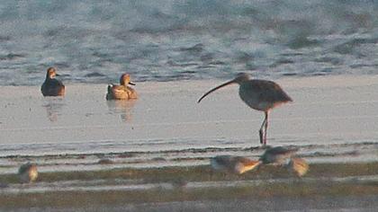 Sürmeli kervançulluğu