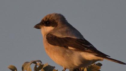 Karaalınlı örümcekkuşu
