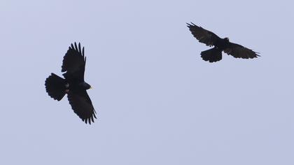 Sarıgagalı dağ kargası