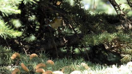 Sürmeli çalıkuşu