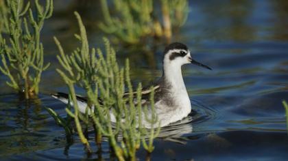 Red-necked Phalarope