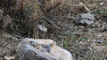 Sürmeli dağbülbülü