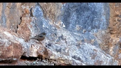 Büyük dağbülbülü