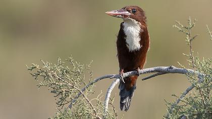 İzmir yalıçapkını