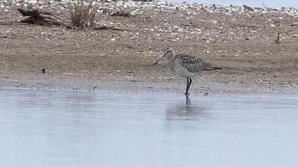 Kıyı çamurçulluğu
