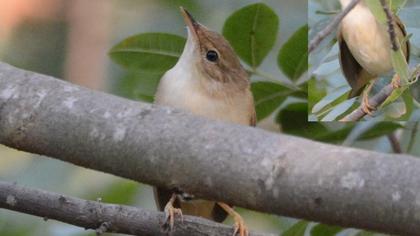 Çalı kamışçını