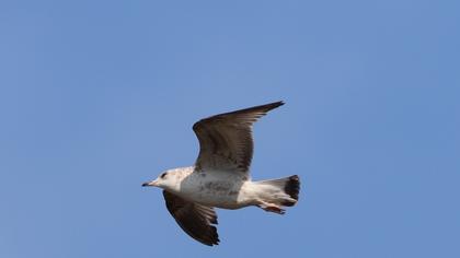 Küçük gümüş martı