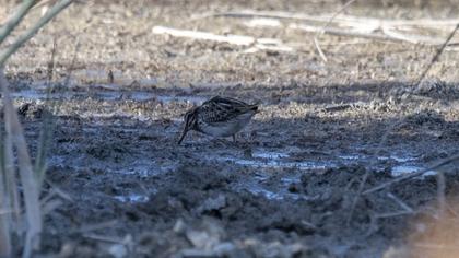 Küçük suçulluğu