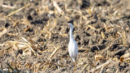 Sığır balıkçılı