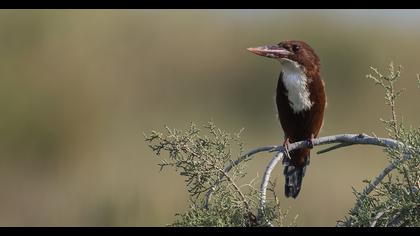 İzmir yalıçapkını