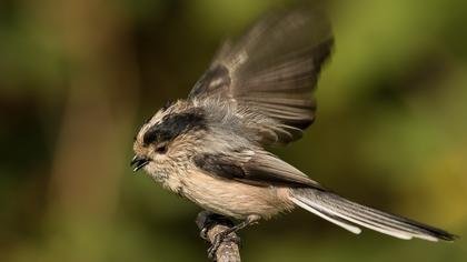 Uzunkuyruklu baştankara
