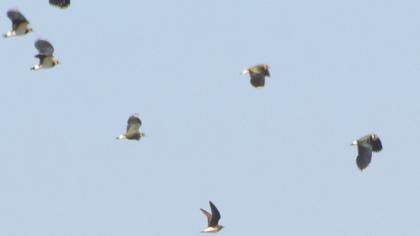 Karakanatlı bataklıkkırlangıcı