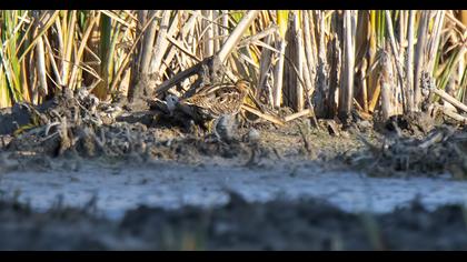 Küçük suçulluğu