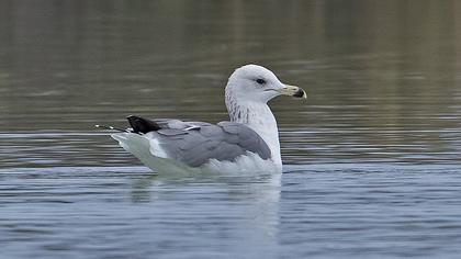 Van gölü martısı
