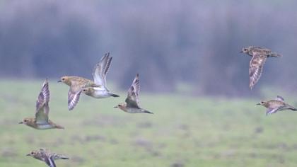 Küçük altın yağmurcun