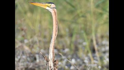 Erguvani balıkçıl