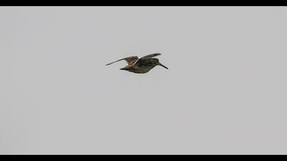 Küçük suçulluğu