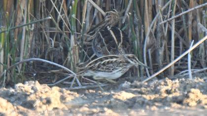 Küçük suçulluğu