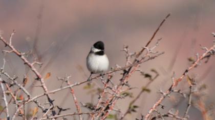 Akyanaklı baştankara