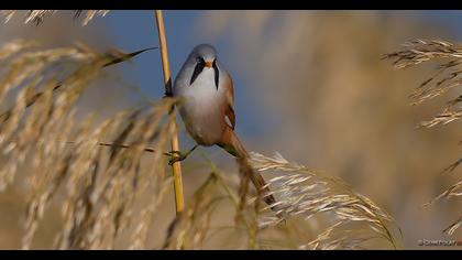 Bıyıklı baştankara