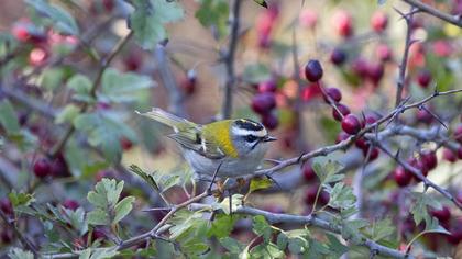 Common Firecrest