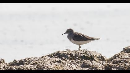 Sarıbacaklı kumkuşu