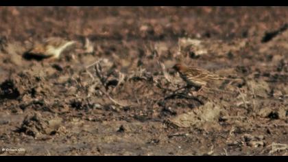 Kızılgerdanlı incirkuşu