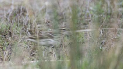 Water Pipit
