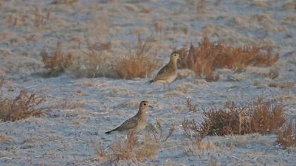 European Golden Plover