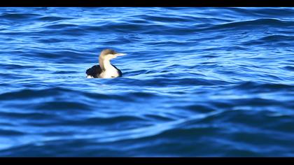 Karagerdanlı dalgıç