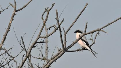 Karaalınlı örümcekkuşu