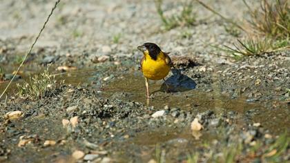 Karabaşlı kirazkuşu