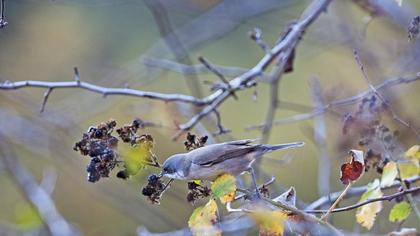 Küçük akgerdanlı ötleğen