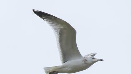 Van gölü martısı