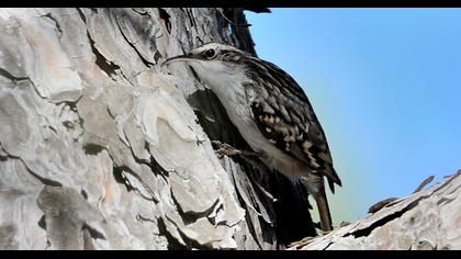 Bahçe tırmaşıkkuşu