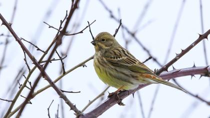 Yellowhammer