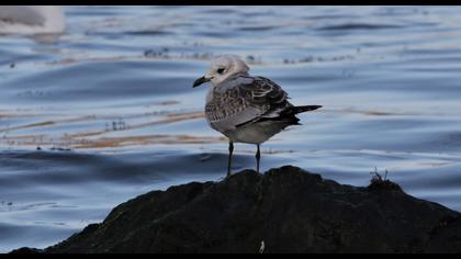 Küçük gümüş martı