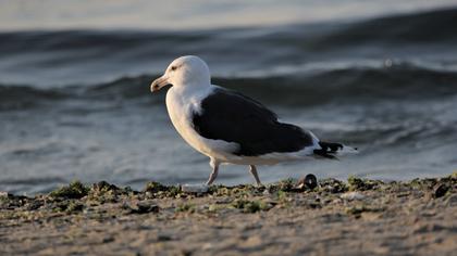 Büyük karasırtlı martı