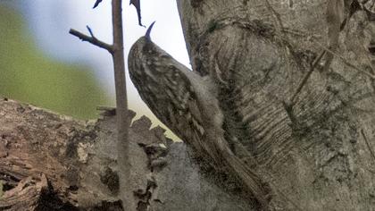 Bahçe tırmaşıkkuşu