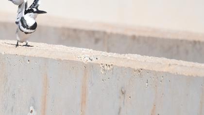 Alaca yalıçapkını