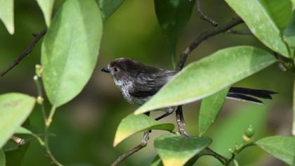 Uzunkuyruklu baştankara
