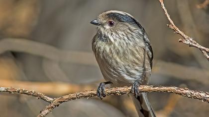 Uzunkuyruklu baştankara