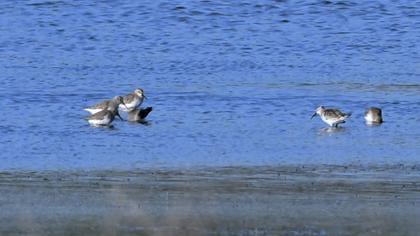 Karakarınlı kumkuşu