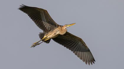 Erguvani balıkçıl