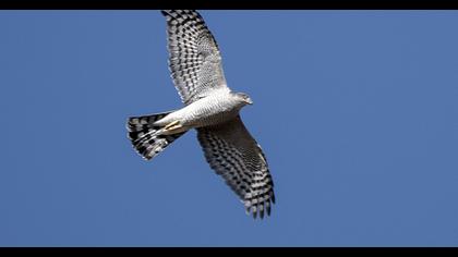 Northern Goshawk