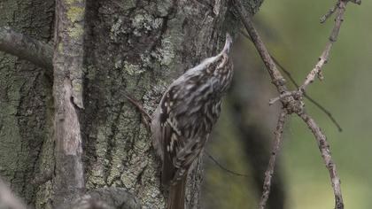Bahçe tırmaşıkkuşu
