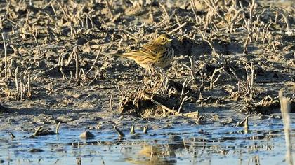 Kızılgerdanlı incirkuşu