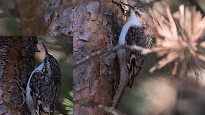 Orman tırmaşıkkuşu