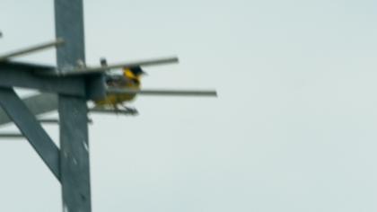 Karabaşlı kirazkuşu