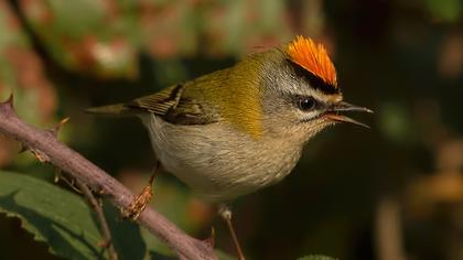 Sürmeli çalıkuşu